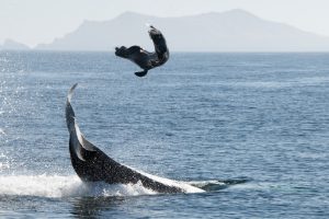do orca whales eat sea lions