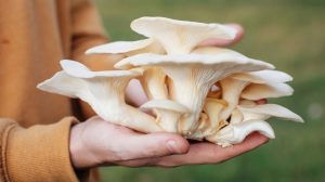 Can You Eat Oyster Mushrooms Raw? Uncover the Truth Here!