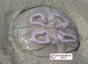 how long can a jellyfish survive out of water